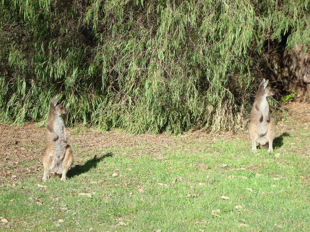 Margaret River Chalets Eksteriør billede